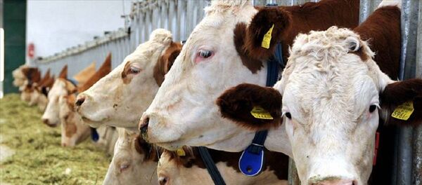 Büyükbaş hayvan, et - Sputnik Türkiye