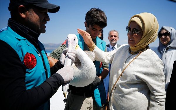 Burada bir süredir tedavi altında bulunan pelikanın sağlık durumu hakkında merkez sorumlusu Öztürk Sarıca'dan bilgi alan Erdoğan, daha sonra pelikanı göle bıraktı.  - Sputnik Türkiye