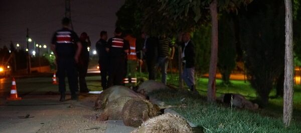 Eskişehir’de aşırı hız yaptığı öne sürülen otomobil koyun sürüsüne daldı. Kazada 2 kişi yaralanırken, 10 koyun ise telef oldu. Eskişehir’de aşırı hız yaptığı öne sürülen otomobil koyun sürüsüne daldı. Kazada 2 kişi yaralanırken, 10 koyun ise telef oldu. - Sputnik Türkiye