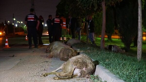 Eskişehir’de aşırı hız yaptığı öne sürülen otomobil koyun sürüsüne daldı. Kazada 2 kişi yaralanırken, 10 koyun ise telef oldu.  - Sputnik Türkiye