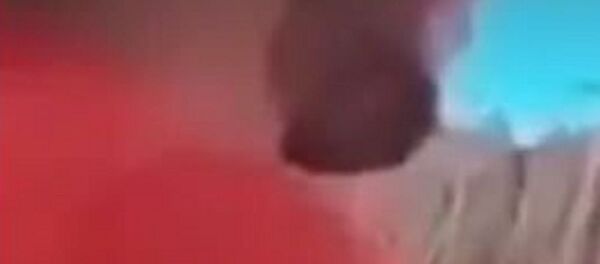 Bira içirilen papağan - Sputnik Türkiye