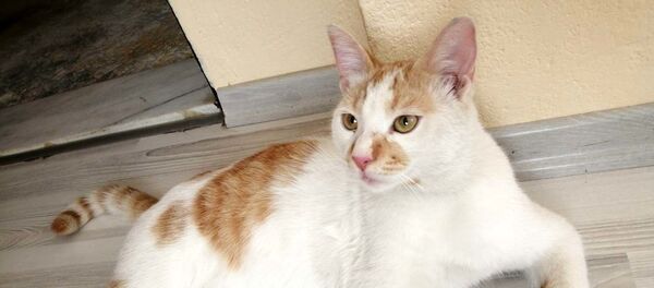 Kedi- Boncuk - Sputnik Türkiye