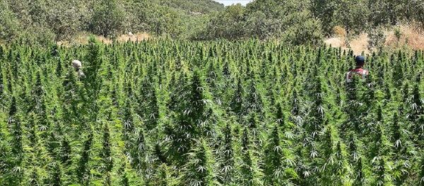 Hint keneviri - Sputnik Türkiye