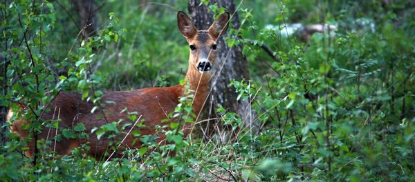 Vahşi doğa gezileri için en iyi ülkeler - Sputnik Türkiye