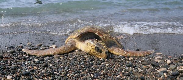 caretta ceratta caretta ceratta - Sputnik Türkiye