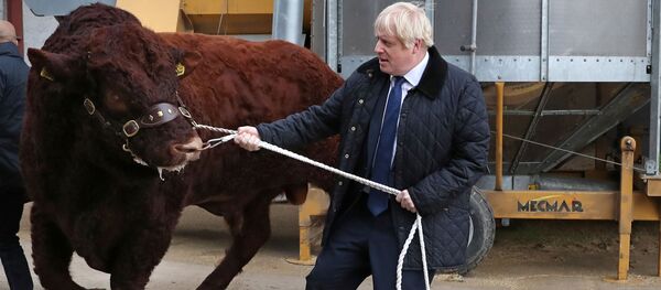 Brexit çıkmazına saplanan İngiltere yakın tarihinin en çalkantılı döneminden geçerken Başbakan Boris Johnson İskoçya'nın Aberdeen kentinde çiftlik ziyaretinde, 6 Eylül 2019 - Sputnik Türkiye
