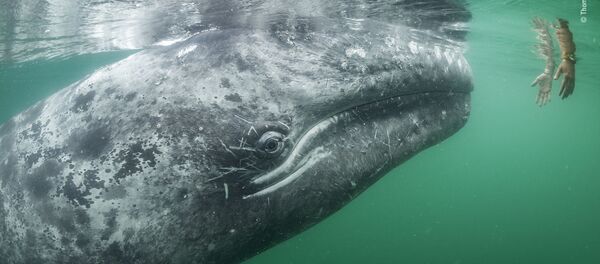 Vahşi yaşam fotoğrafları Vahşi yaşam fotoğrafları - Sputnik Türkiye