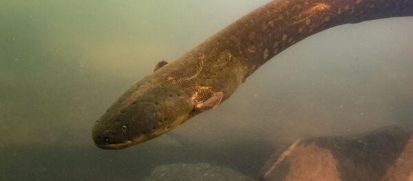 Elektrikli yılan balığı - Sputnik Türkiye