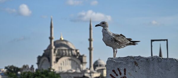 İstanbul - martı İstanbul - martı - Sputnik Türkiye
