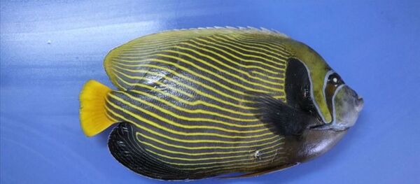  Fenerbahçe Balığı - Sputnik Türkiye