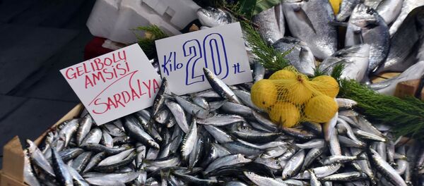 Gelibolu sardalyası - Sputnik Türkiye