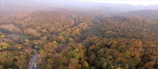 İstanbul ormanları - Sputnik Türkiye