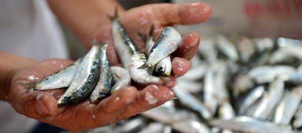 Sardalya Sardalya - Sputnik Türkiye