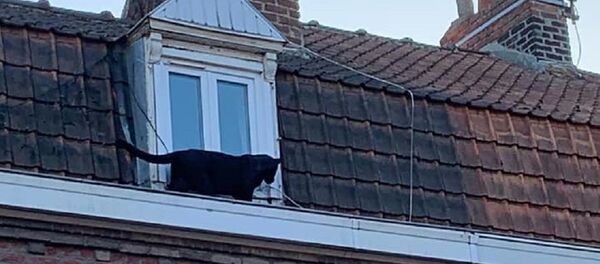 Çatı katındaki panter - Sputnik Türkiye