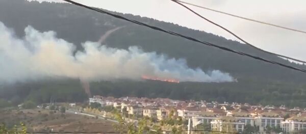 Pendik'te orman yangını - Sputnik Türkiye