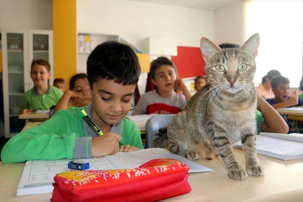 Derslere giren kedi ‘Tarçın’ teneffüslerde de yavrularıyla ilgileniyor - Sputnik Türkiye