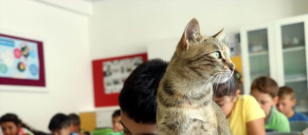 Derslere giren kedi ‘Tarçın’ teneffüslerde de yavrularıyla ilgileniyor - Sputnik Türkiye