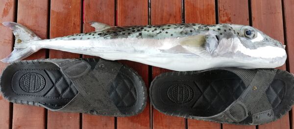 Balon balığı Balon balığı - Sputnik Türkiye