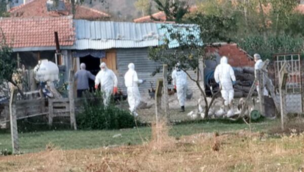 Toprağa gömülü 6 bin tavuk ölüsü bulundu, mahalle karantinaya alındı  - Sputnik Türkiye