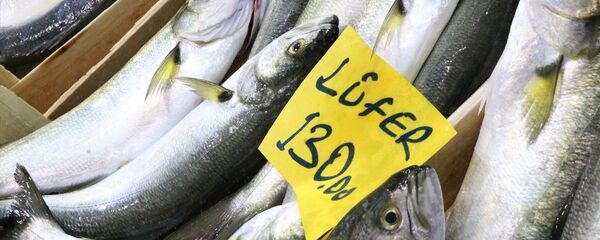 Lüfer Lüfer - Sputnik Türkiye