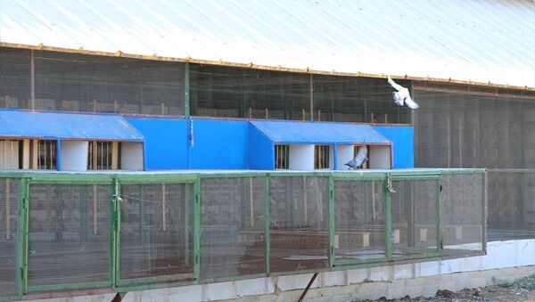 Türkiye Güvercin Federasyonu (TGF) tarafından, Şırnak'tan başlatılan posta güvercini yarışması Hatay'ın Reyhanlı ilçesinde son buldu. - Sputnik Türkiye