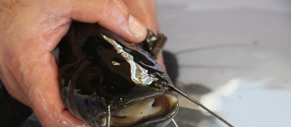 Avrupa Yayın Balığı (Silurus glanis)  - Sputnik Türkiye