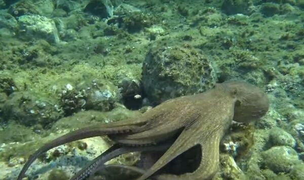 Ahtapot, tavşanı yerken görüntülendi:  'Bir deniz canlısı, bir kara canlısını avlıyor' - Sputnik Türkiye