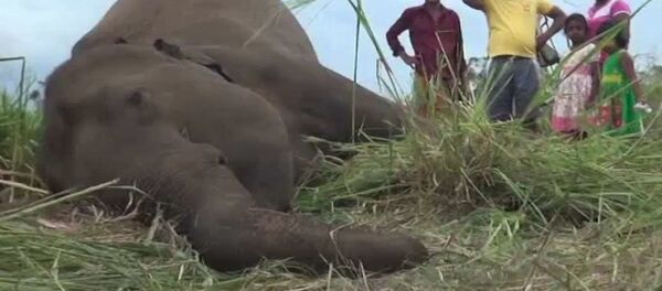 Sri Lanka'da fil ölümleri: köylüler zehirlemiş olabilir - Sputnik Türkiye