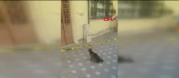 Sultanbeyli'de depremde zarar gördüğü için tahliye edilen binanın kapısında sürekli miyavlayan bir kedi dikkat çekti. Kedi, yavrularının binada kaldığı anlaşılana kadar miyavladı ve sonunda bebelerine kavuştu - Sputnik Türkiye