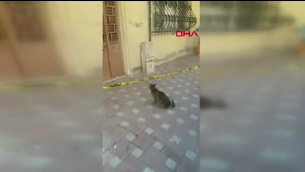 Sultanbeyli'de depremde zarar gördüğü için tahliye edilen binanın kapısında sürekli miyavlayan bir kedi dikkat çekti. Kedi, yavrularının binada kaldığı anlaşılana kadar miyavladı ve sonunda bebelerine kavuştu - Sputnik Türkiye