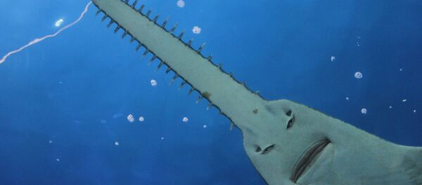 Tropik bölgelerde okyanusun sığ sularında yaşayan testere balığı. - Sputnik Türkiye