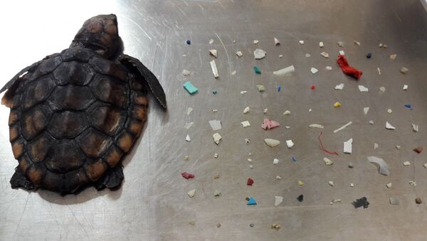 Gumbo Limbo Doğa Merkezi, ölen yavru deniz kaplumbağasının ve midesinden çıkan plastik parçalarının fotoğrafını Facebook'ta paylaştı.  - Sputnik Türkiye