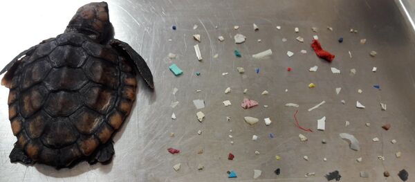 Gumbo Limbo Doğa Merkezi, ölen yavru deniz kaplumbağasının ve midesinden çıkan plastik parçalarının fotoğrafını Facebook'ta paylaştı. Gumbo Limbo Doğa Merkezi, ölen yavru deniz kaplumbağasının ve midesinden çıkan plastik parçalarının fotoğrafını Facebook'ta paylaştı. - Sputnik Türkiye