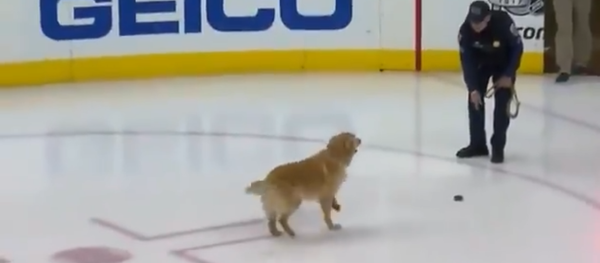 Golden Retriever cinsi bir köpeğin ‘buz hokeyi’ oynadığı anlar kameralara yansıdı - Sputnik Türkiye