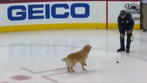Golden Retriever cinsi bir köpeğin ‘buz hokeyi’ oynadığı anlar kameralara yansıdı - Sputnik Türkiye