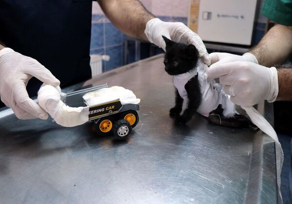 Barınak yetkilileri kent merkezine getirdikleri kedi yavrusuna oyuncak kamyondan yürüteç yaptı.  - Sputnik Türkiye