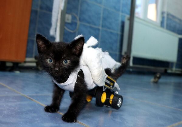 Edirne Belediye Başkan Yardımcısı Ertuğrul Tanrıkulu da barınağa gelerek kedinin tedavi sürecini takip etti. - Sputnik Türkiye