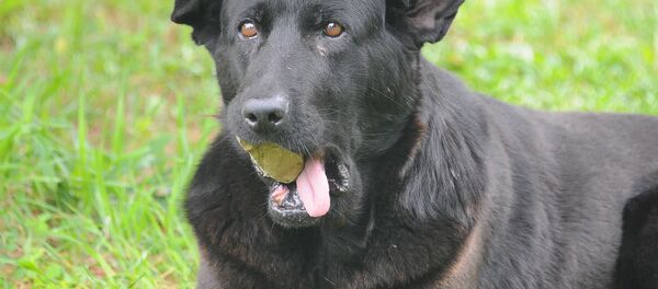 Anne köpek, taşı ağzından bırakmıyor: 'Kaybettiği yavrularının kokusunun taşlara sindiğini tahmin ediyoruz'  - Sputnik Türkiye