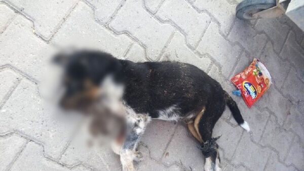 Bursa'da bacakları bağlanan ve denize atılan köpek - Sputnik Türkiye