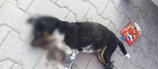 Bursa'da bacakları bağlanan ve denize atılan köpek - Sputnik Türkiye