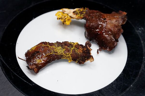 Adı Blob: Beyni yok ama çözüm üretebiliyor, mantar gibi görünüp hayvan gibi hareket ediyor, 720 cinsel organı var Adı Blob: Beyni yok ama çözüm üretebiliyor, mantar gibi görünüp hayvan gibi hareket ediyor, 720 cinsel organı var - Sputnik Türkiye