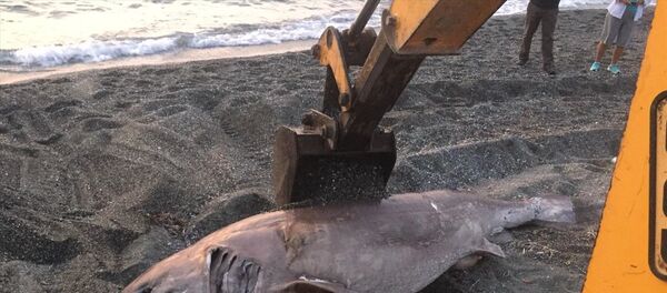 Köpek balığı - Sputnik Türkiye