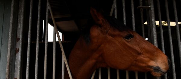 Anglo Sakson ülkelerinde at yarışı en popüler spor dalları arasında. İrlanda'da 2017 Cheltenham Altın Kupası'nı kazanan 'Sizing John' isimli yarış atı. - Sputnik Türkiye