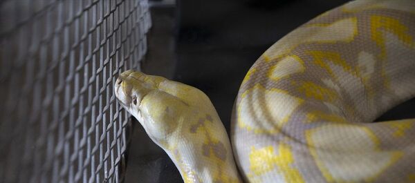 Kapıkule'de piton ile yavru timsah ve kertenkele ele geçirildi - Sputnik Türkiye