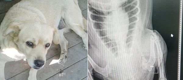  Erdek, sokak köpeği, pompalı tüfek - Sputnik Türkiye