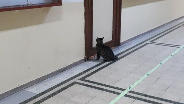 Kapıda kalan kedi - Sputnik Türkiye