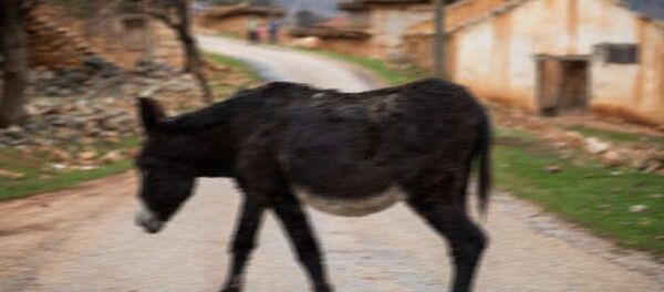 Eşek - Sputnik Türkiye