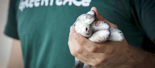 balık - Sputnik Türkiye