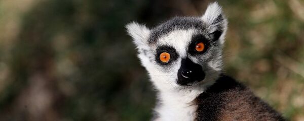 Bursa Hayvanat Bahçesi’nde Lemurlar Günü - Sputnik Türkiye