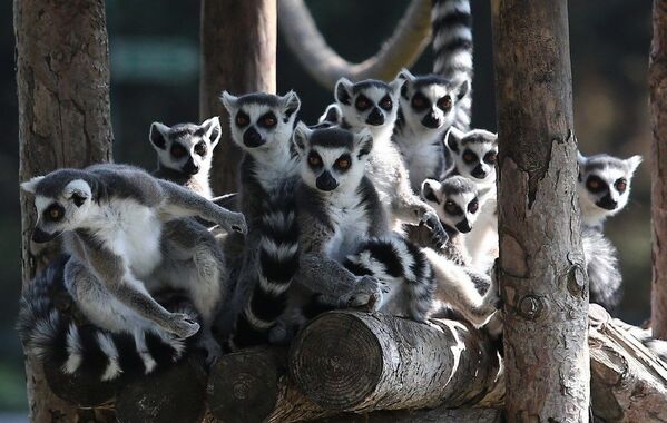 Bursa Hayvanat Bahçesi’nde Lemurlar Günü  - Sputnik Türkiye